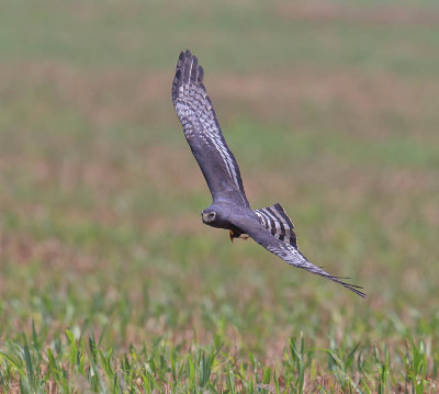 Long-winged Harrier
