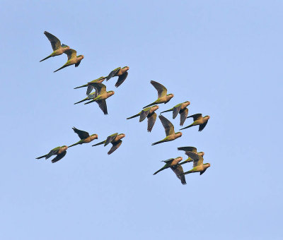 Monk Parakeets