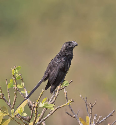 Smooth-billed Ani