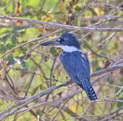 Ringed Kingfisher