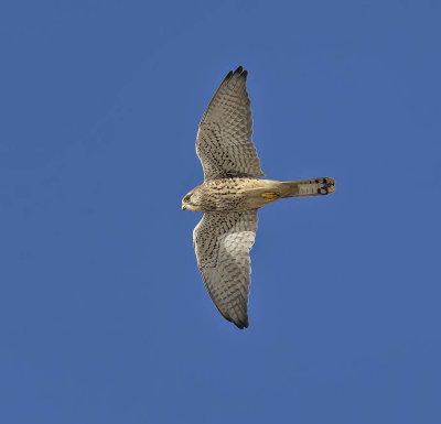 Kestrel 