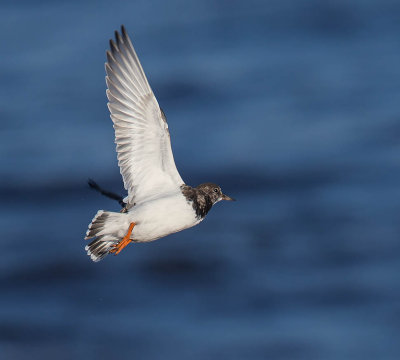 Turnstone 