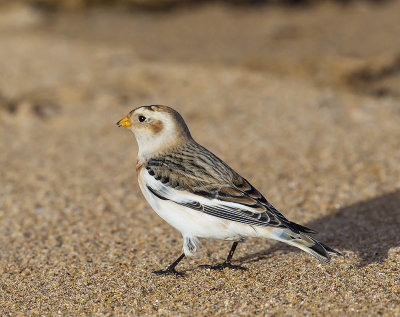 Snow Bunting 