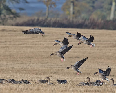 Pink-footed Geese 