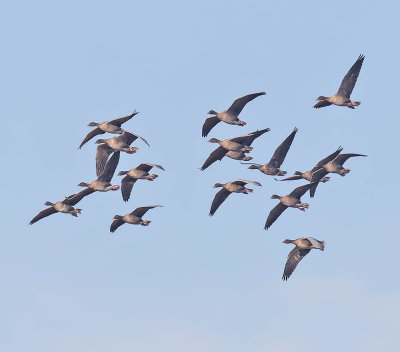 Pink-footed Geese 