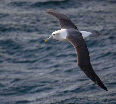 White-capped Albatross 