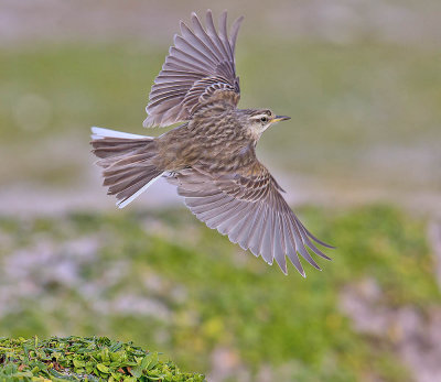 Auckland Island Pipit 