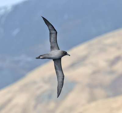 Light-mantled  Albatross 