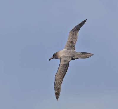 Light-mantled Albatross 