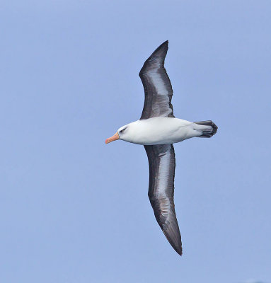 Campbell Island Albatross 