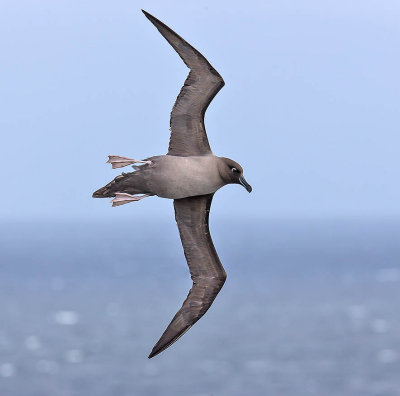 Light-mantled Albatross 