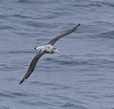 Antipodean Albatross 