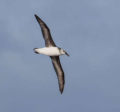 Grey-headed Albatross (immature)