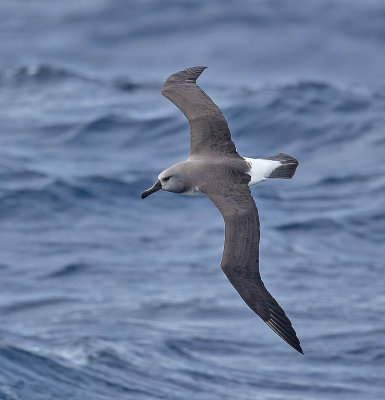 Grey-headed Albatross 