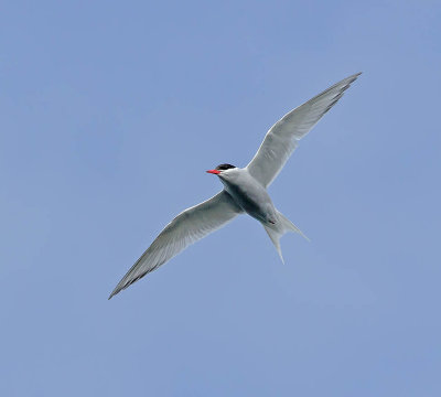 Antarctic Tern 