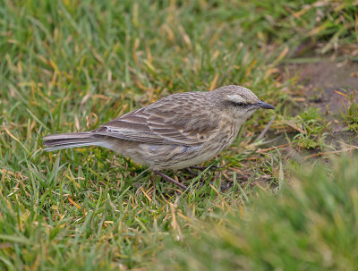 Campbell Island Pipit 