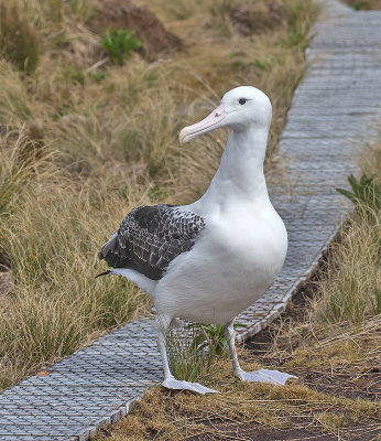 Southern Royal Albatross 