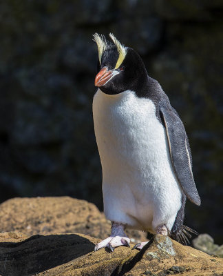 Erect-crested Penguin 