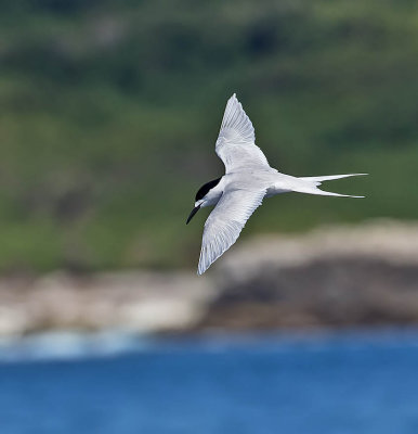 White-fronted Tern 