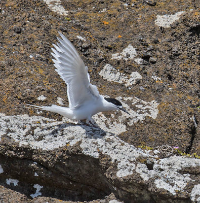 White-fronted Tern 