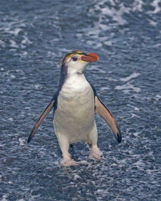 Royal Penguin 