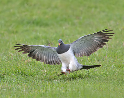 Chatham Island Pigeon 