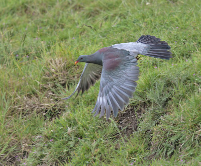 Chatham Island Pigeon 