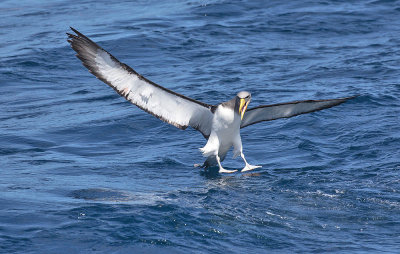 Chatham Albatross 