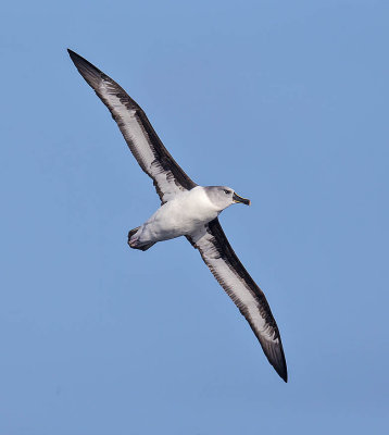 Grey-headed Albatross 