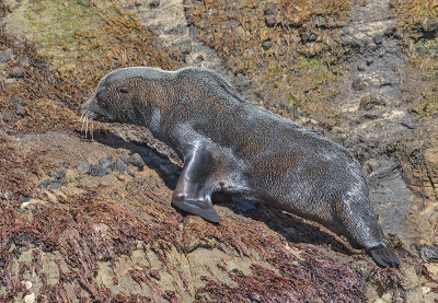 New Zealand Fur Seal 