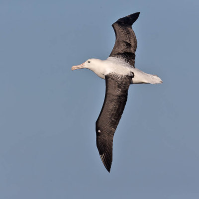 Northern Royal Albatross 