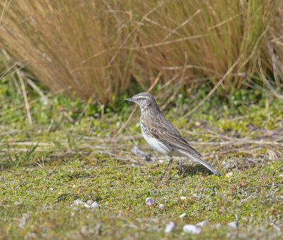 New Zealand Pipit 