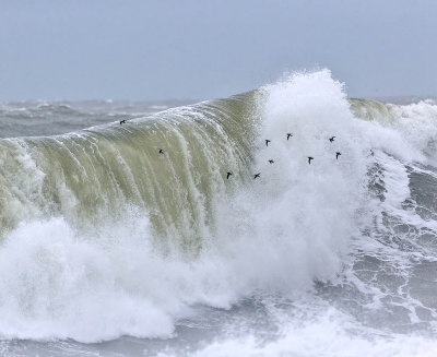 Little Auks 