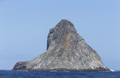 Chatham Island Albatross breeding site - Pyramid Rock 