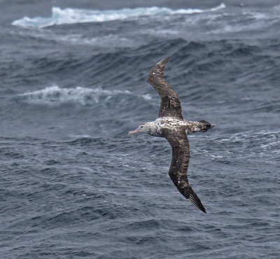 Antipodean Albatross 