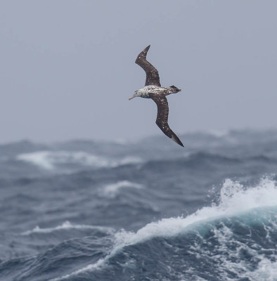 Antipodean  Albatross   