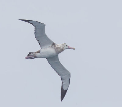 Antipodean Albatross  