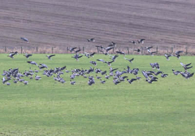 Pink-footed Geese (and a Barnacle)