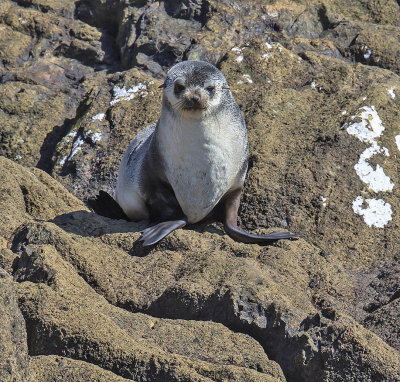 Subantarctic Fur Seal 