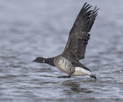 Pale-bellied Brent