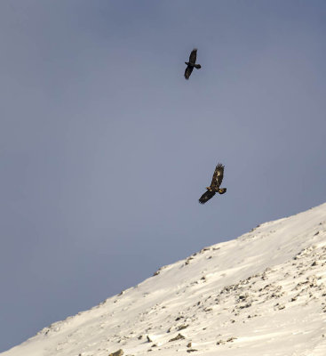 Golden Eagle being harassed by a Raven
