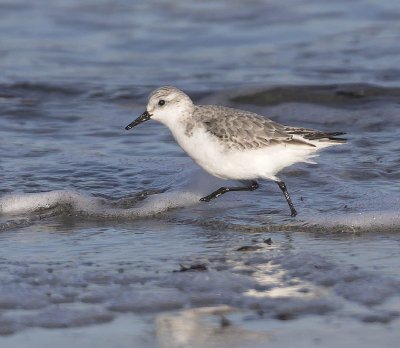 Sanderling 