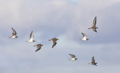 Ringed Plover 