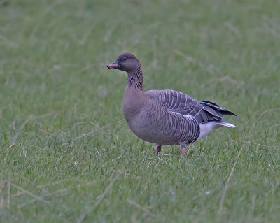 Pink-footed Goose 