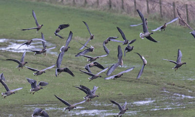 Pink-footed Geese 