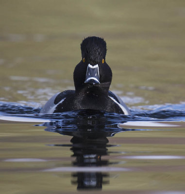 Ring-necked Duck 