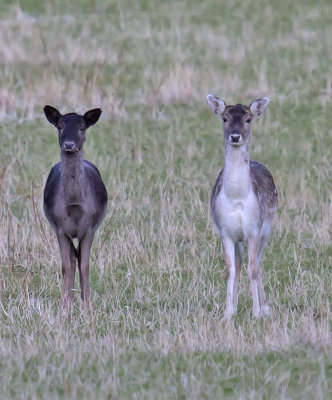 Fallow Deer 
