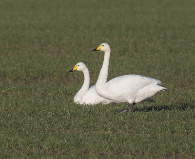 Whooper Swans 