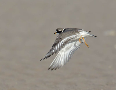 Ringed Plover 