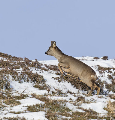 Roe buck 